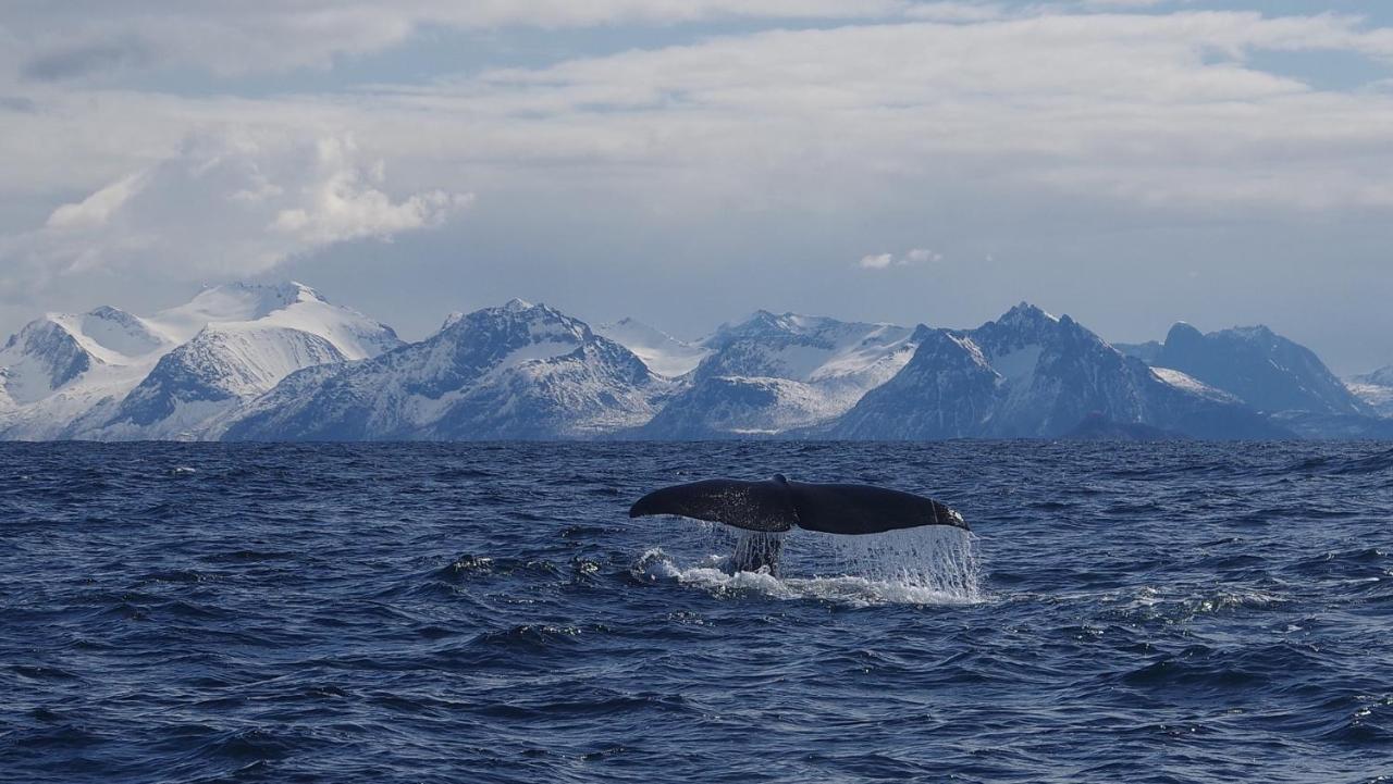 Prima Lofoten Apartment Myrland Bagian luar foto