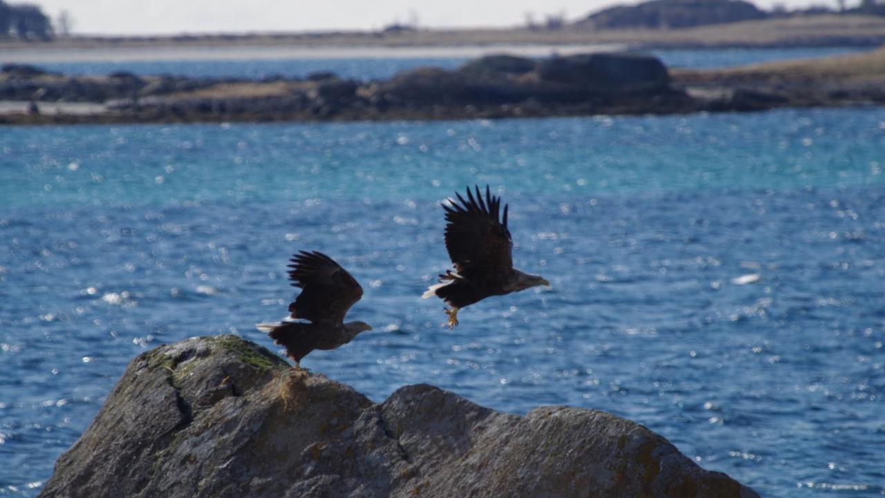 Prima Lofoten Myrland Bagian luar foto