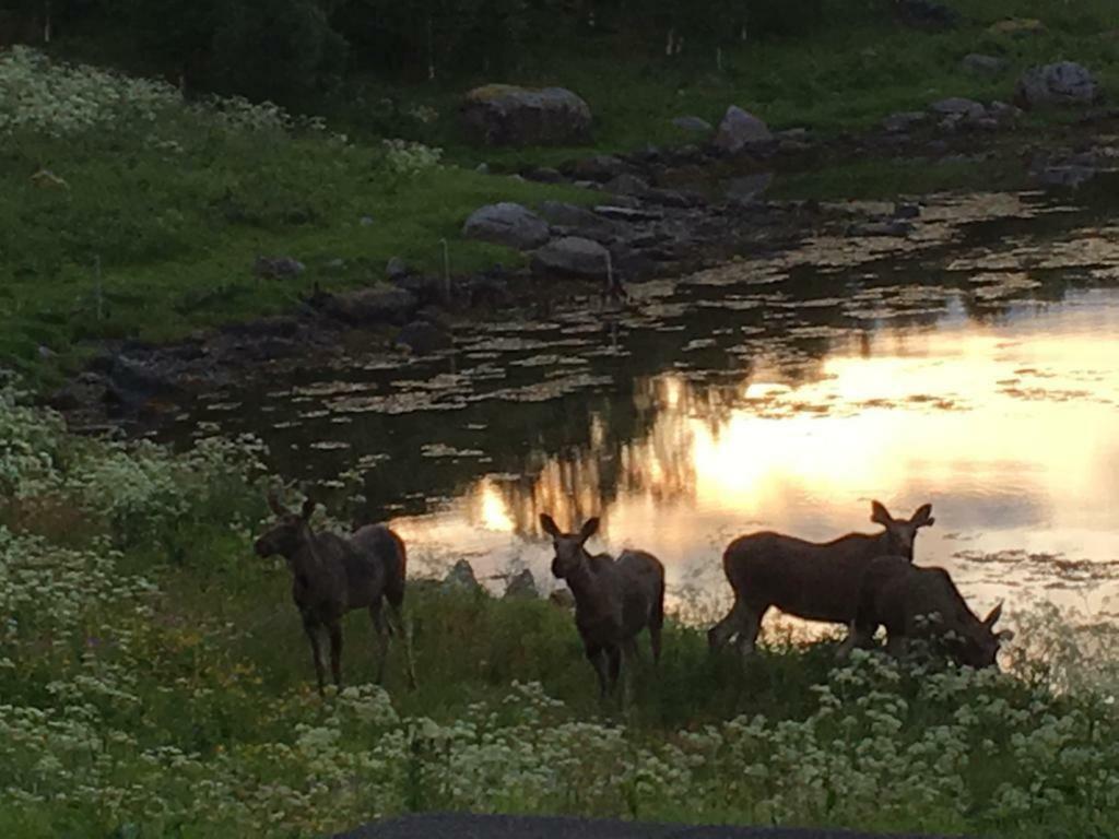 Prima Lofoten Apartment Myrland Bagian luar foto